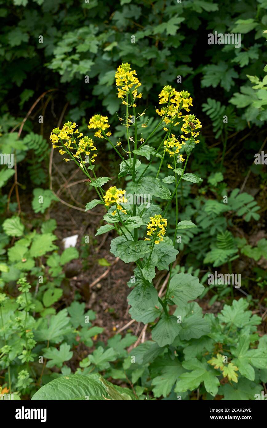 Barbarea vulgaris close up with yellow flowers Stock Photo