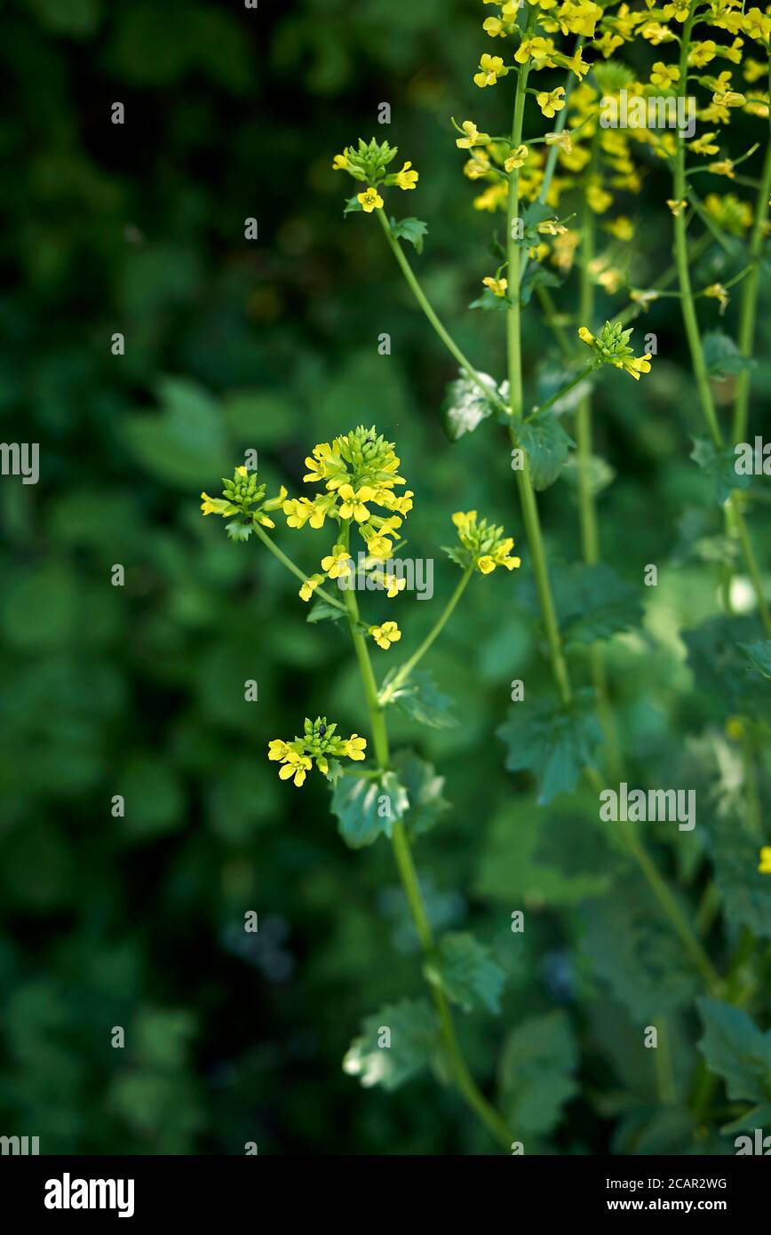 Barbarea vulgaris close up with yellow flowers Stock Photo