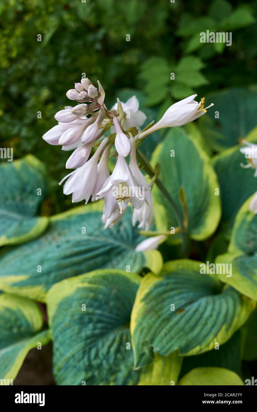 Hosta sieboldiana close up with white flowers Stock Photo