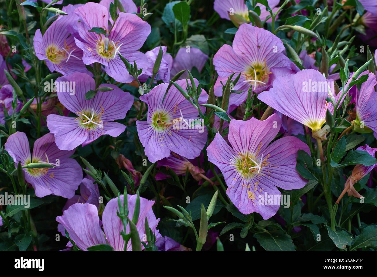 purple flowers with green shot horizontally close up Stock Photo - Alamy