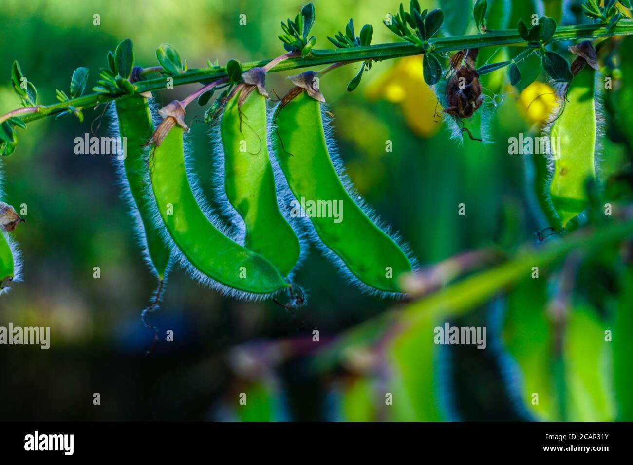 Broom Seeds Stock Photo Alamy