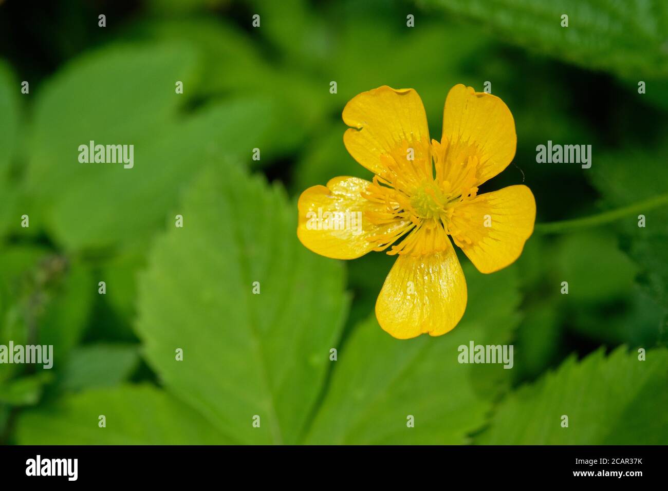 Single Creeping Buttercup(Rannunculus repens) flower against fuzzy leaves background, Bialowieza forest, Poland, Europe Stock Photo