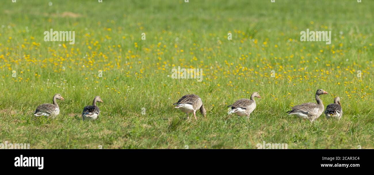Taiga bean goose anser fabalis hires stock photography and images Alamy