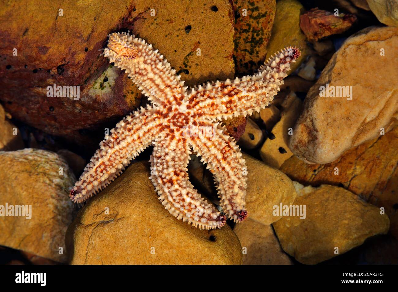 Colorful yellow and orange starfish in a coastal rock pool, South Africa Stock Photo
