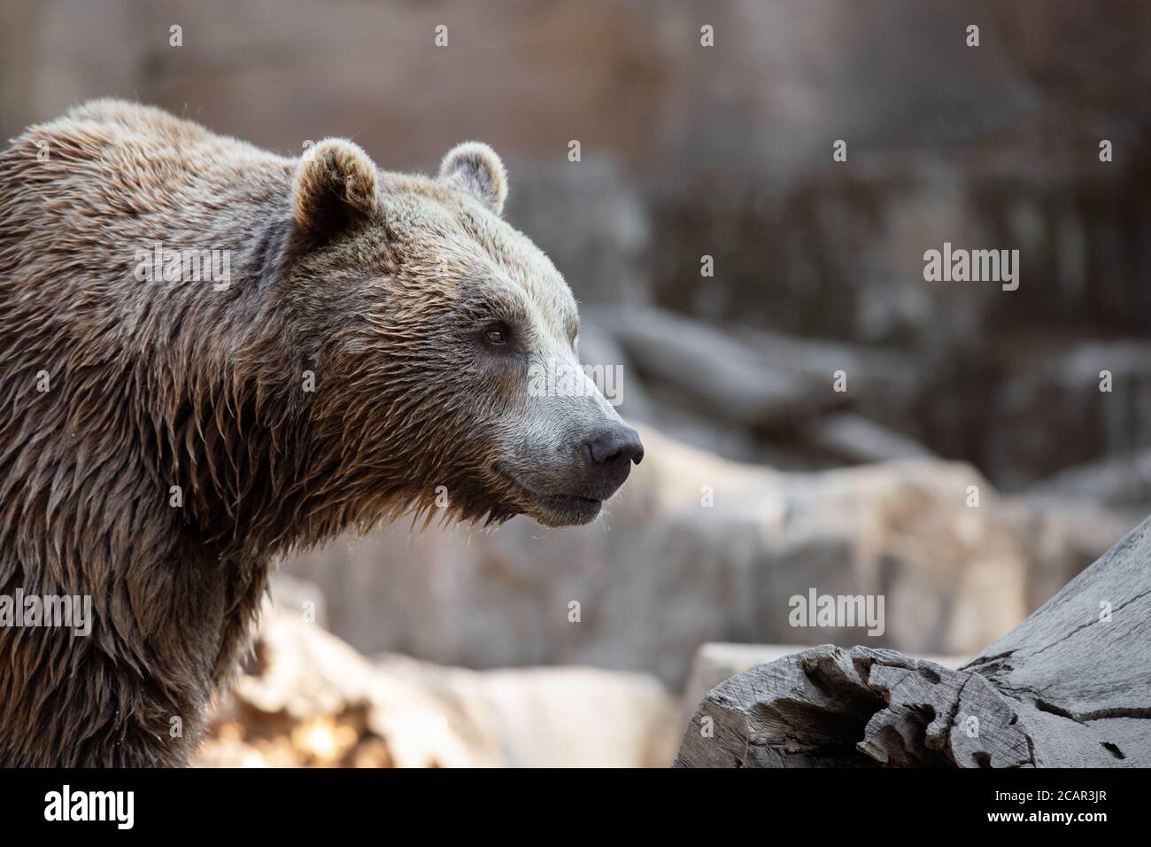 Portrait of a female brown bear between rocks at sunset Stock Photo