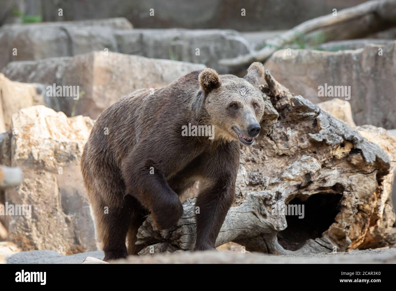Portrait of a young brown bear walking on the rock at sunset Stock Photo
