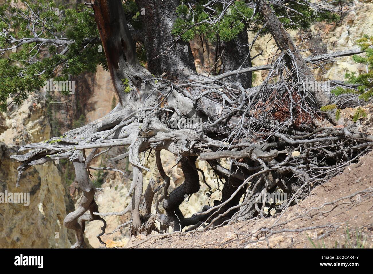 Tangled tree roots hi-res stock photography and images - Alamy