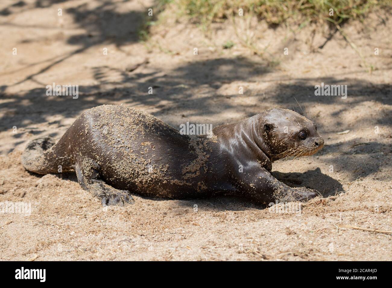 Young baby otter lying on the sand sunbathing in the wild Stock Photo