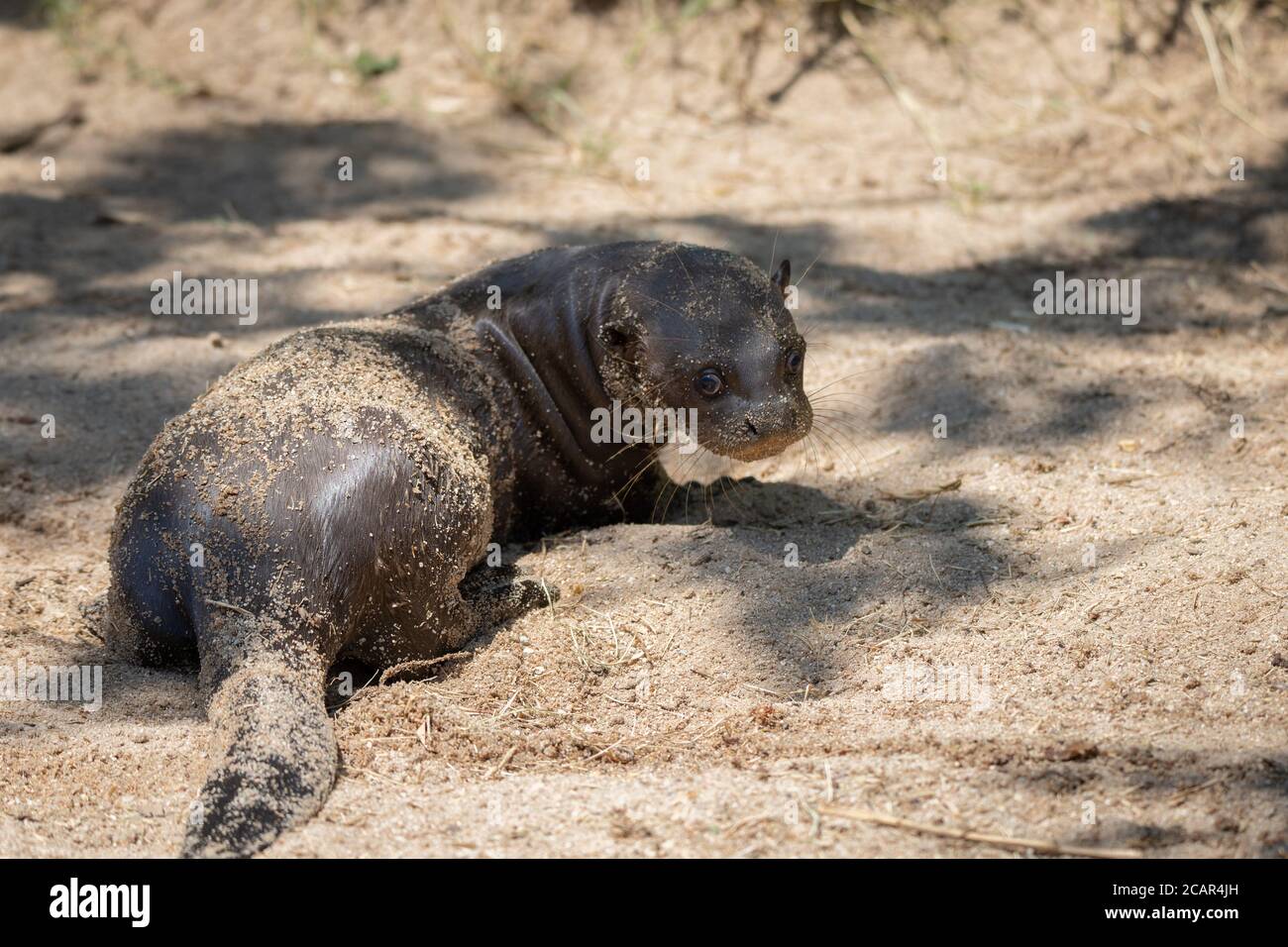 Young baby otter lying on the sand in the shadow in the wild Stock Photo