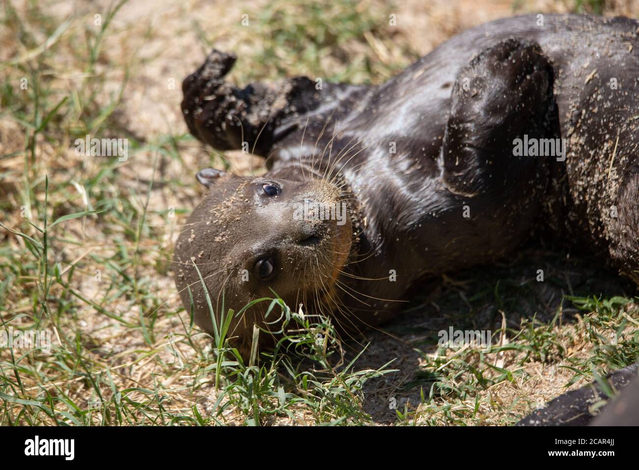 Young otter playing in the sand Stock Photo