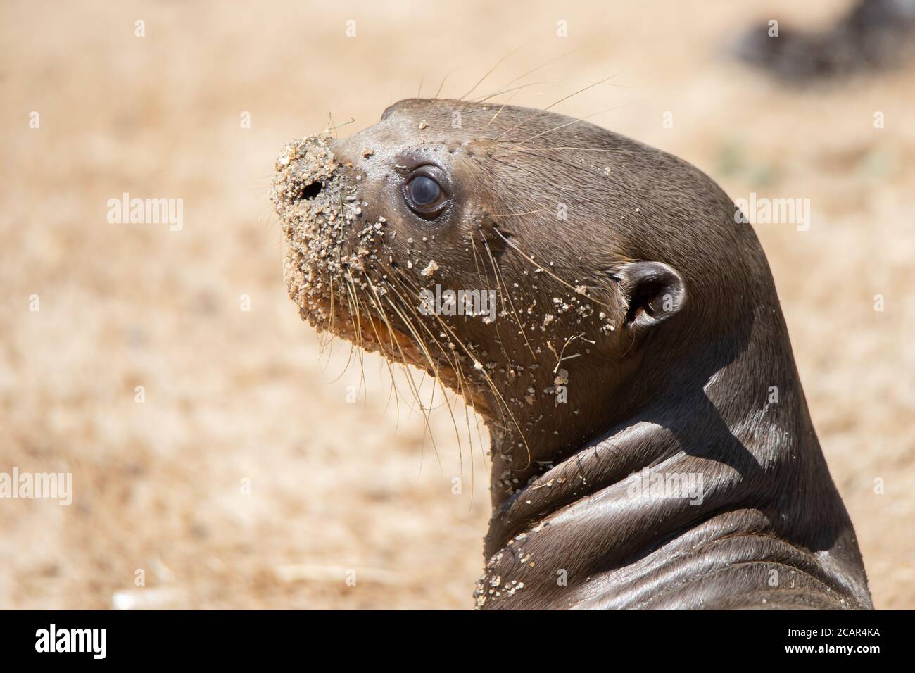 Face portrait of a young baby otter lying on the sand sunbathing Stock Photo