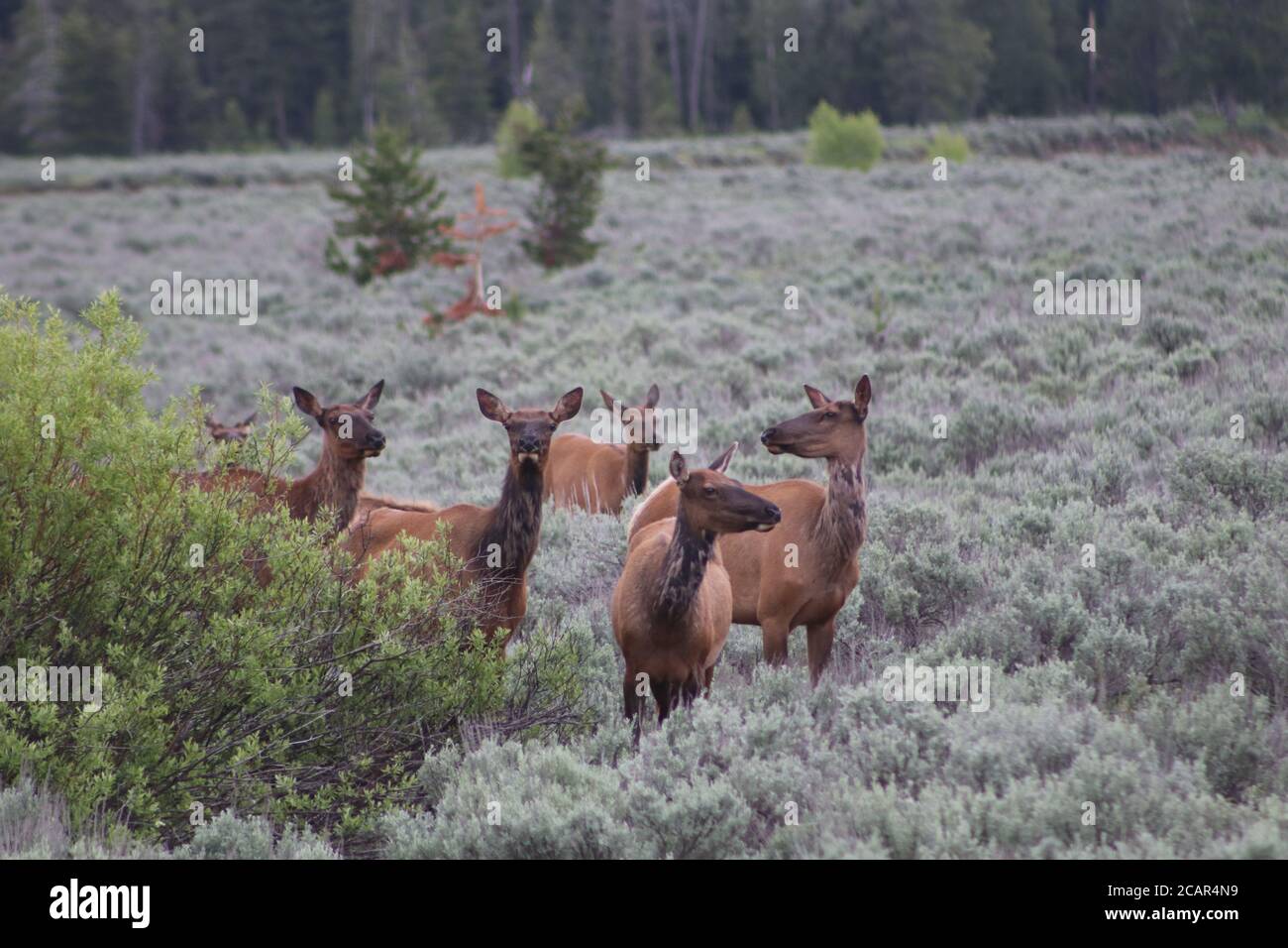 American Elk Grazing in Spring by Joe C Stock Photo