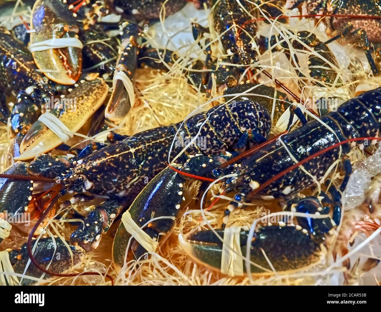 Living black lobster at a food market Stock Photo