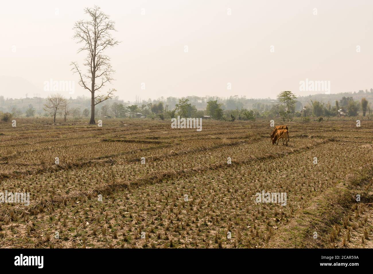 Drought in Thai rice plantation, cattle on the background. Dried rice field. Long drought period in northern Thailand Stock Photo