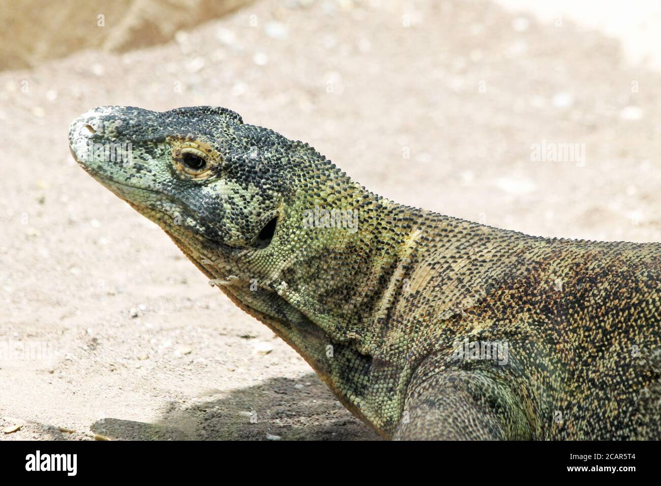 Komodowaran Stock Photo