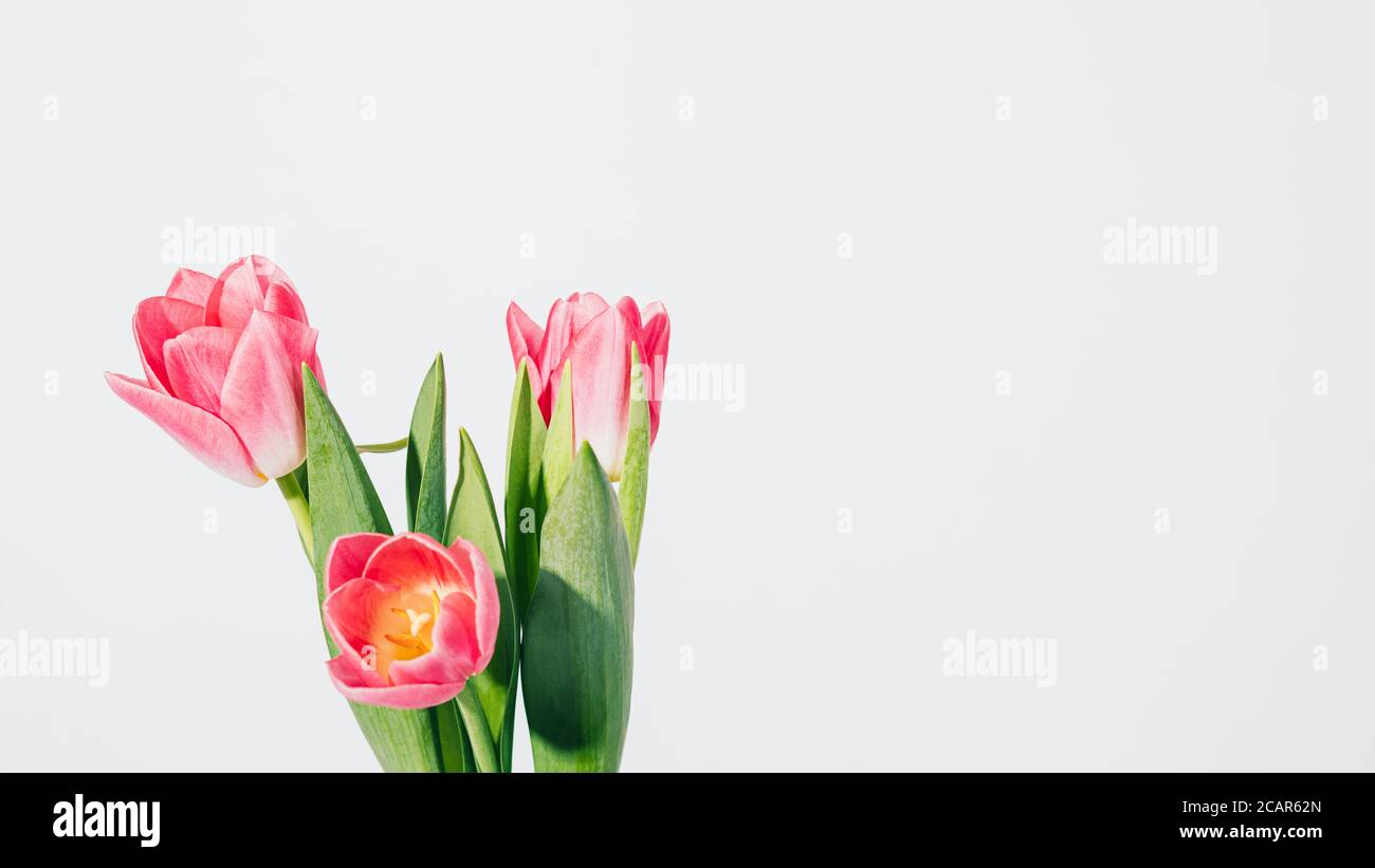 Bouquet of three beautiful fresh pink tulips on white background Stock ...
