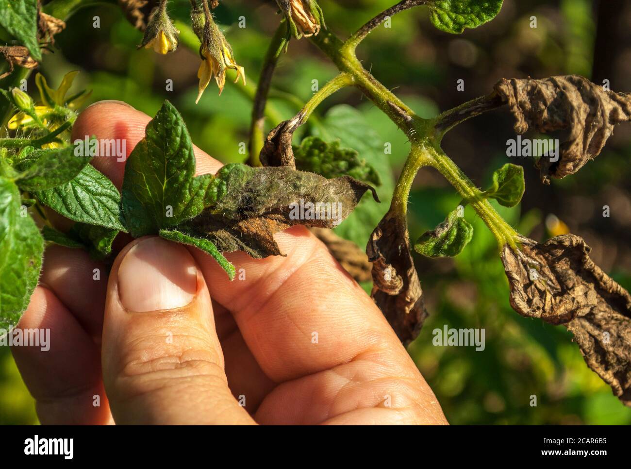 Tomato diseases: late blight. The leaves of the plant are affected by late blight. The photo shows part of the palm of a woman holding the affected le Stock Photo