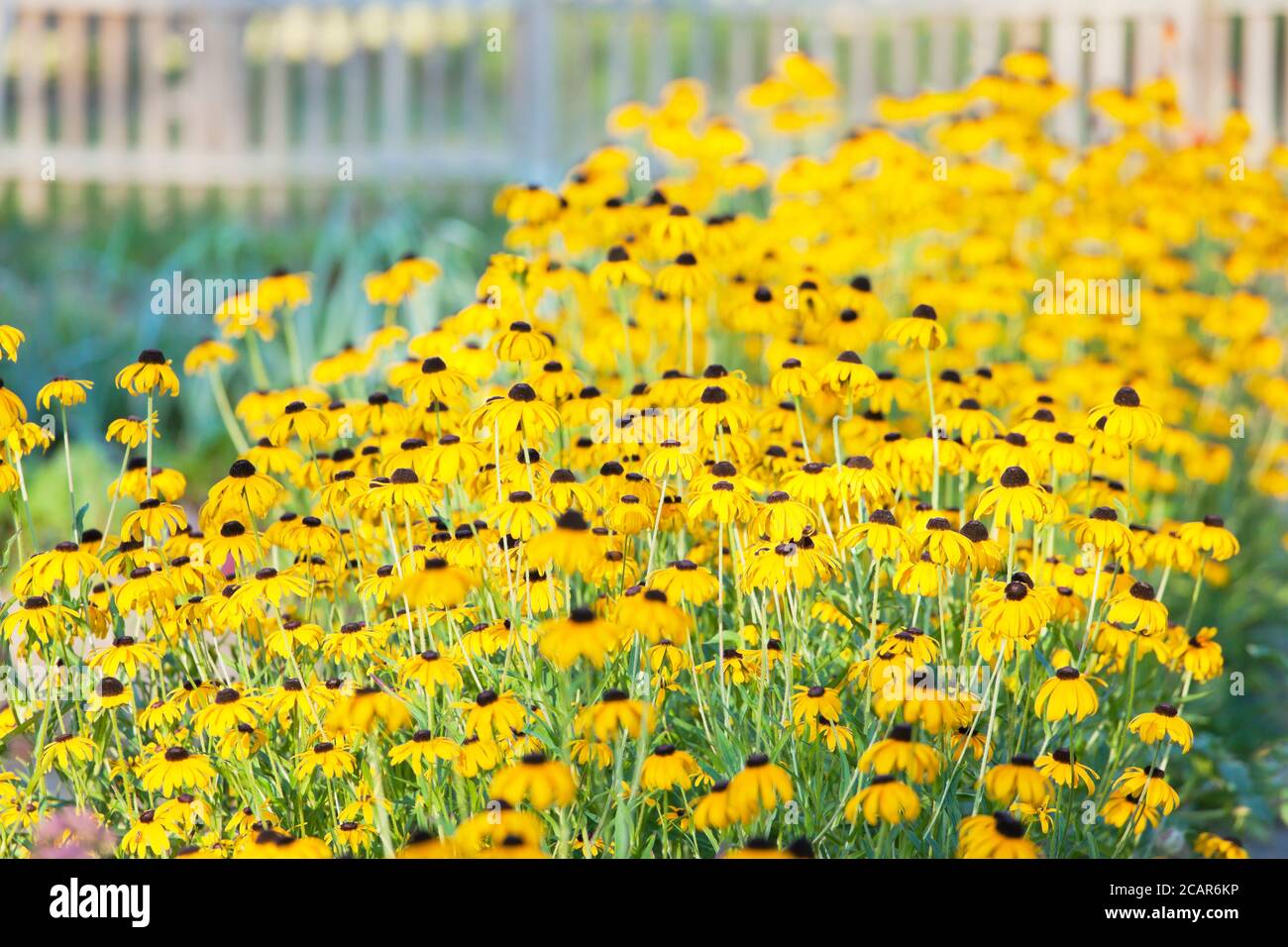Yellow flowers, rudbeckia, in a flowerbed with blurred fence in the background - selective focus Stock Photo