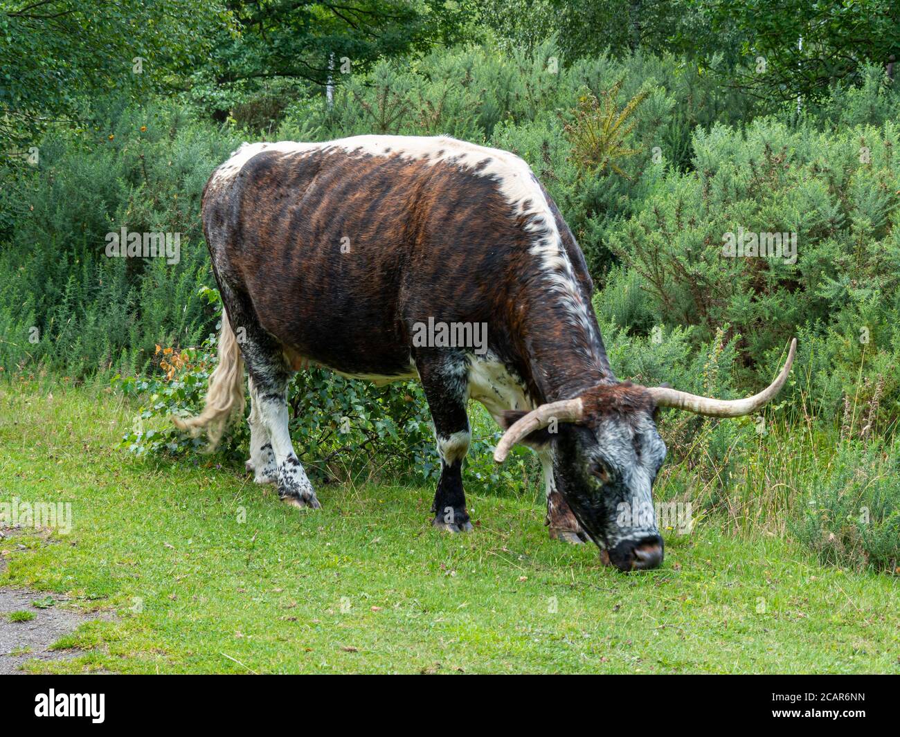 Magnificent English longhorn cow grazing on a grass verge Stock Photo