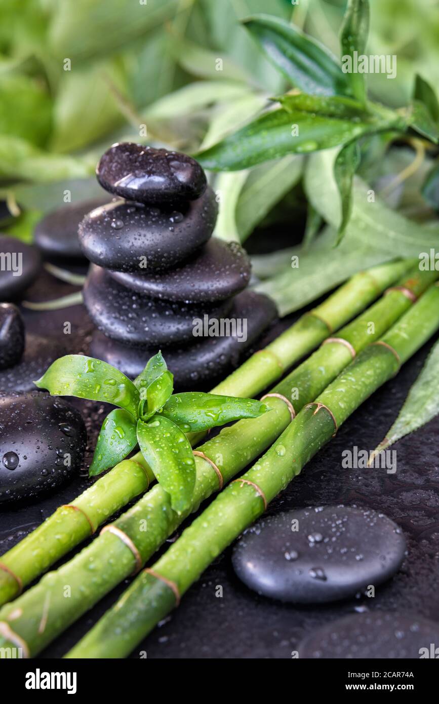 Spa concept with black basalt massage stones and lush green foliage covered with water drops on a black background, vertical image Stock Photo