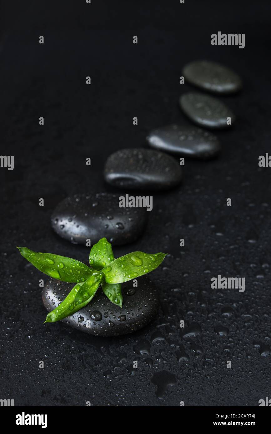 Spa concept with black basalt massage stones arranged chain and green bamboo sprout covered with water drops are on a black background Stock Photo