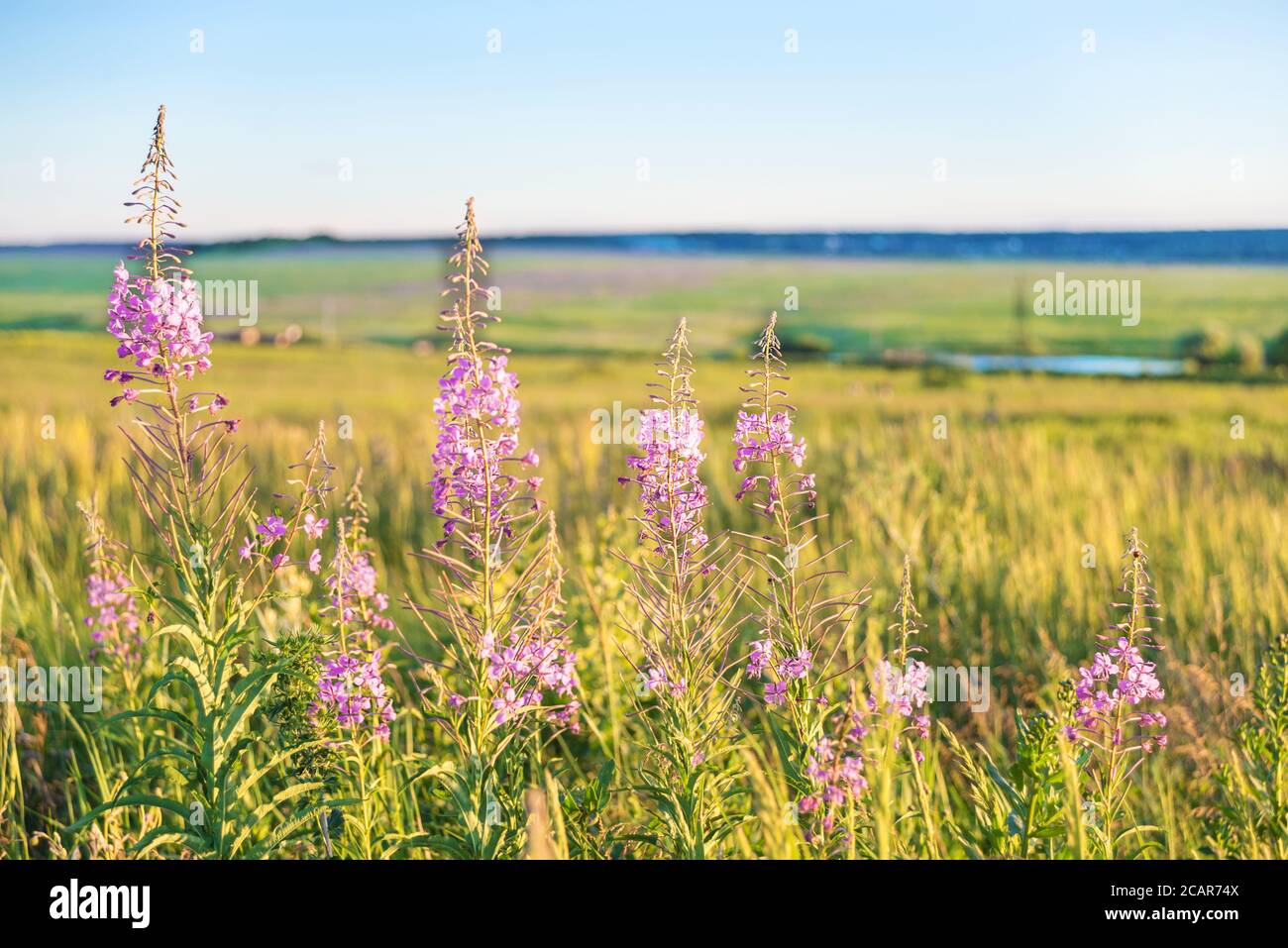 Purple flowers of an officinal grass of a willow-herb on a summer meadow in beams of the sunset sun close up Stock Photo