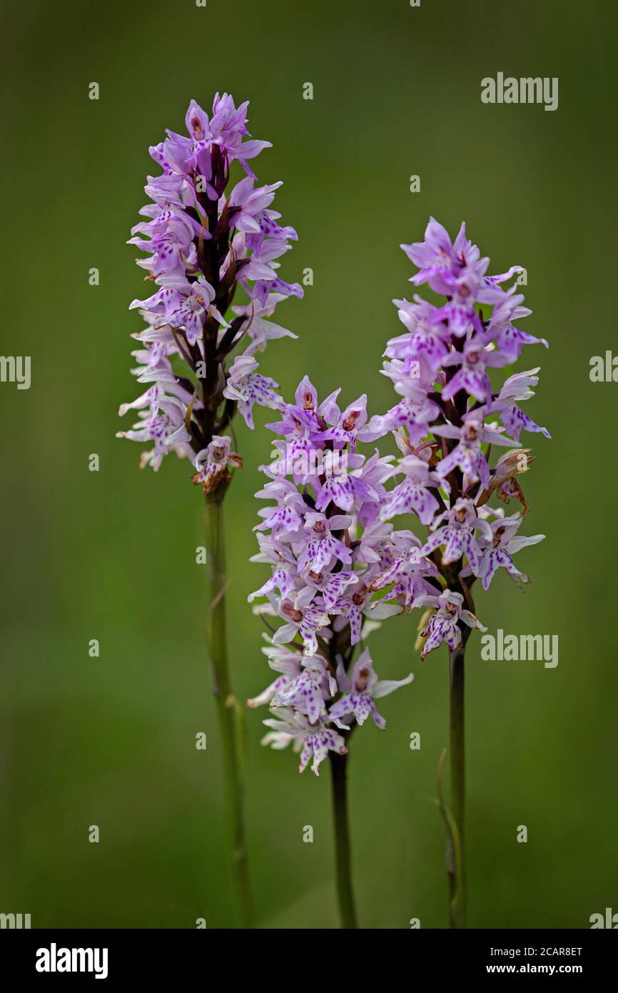 Common Spotted Orchid (Dactylorhiza fuchsii) Stock Photo