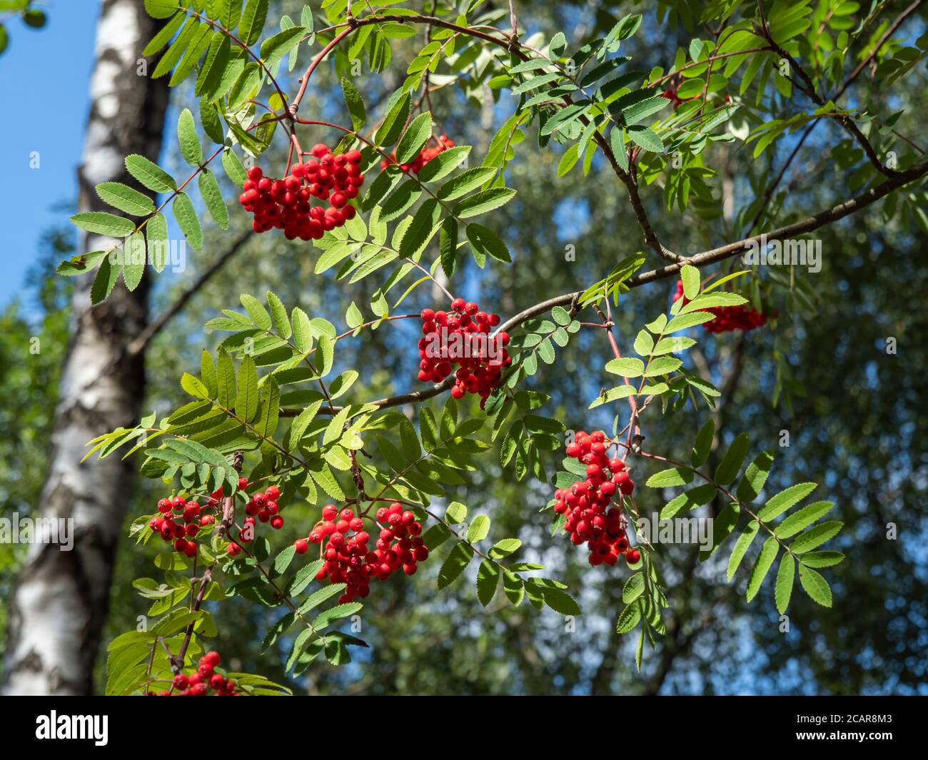Looking up at red berries and green leaves in a rowan tree with a blue sky background Stock Photo