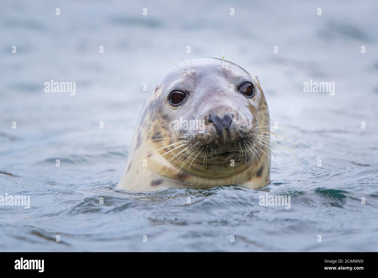 Animal seals hires stock photography and images Alamy