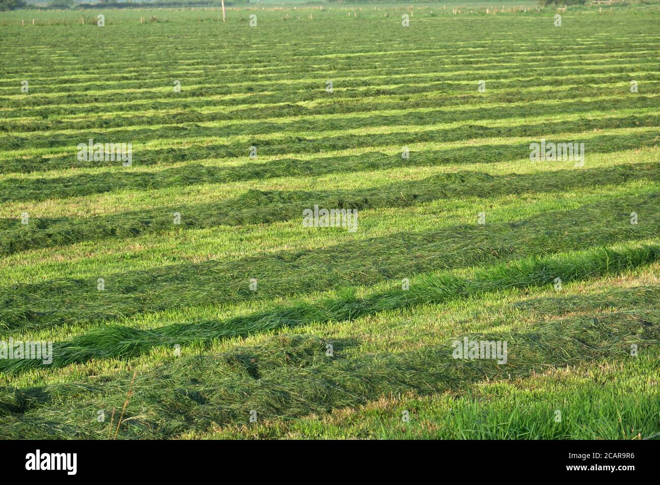 Stunning Fresh Cut Grass Hay image