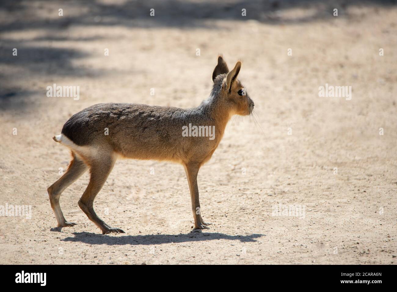 Adult patagonian hare also known as mara, on alert into the wild Stock Photo