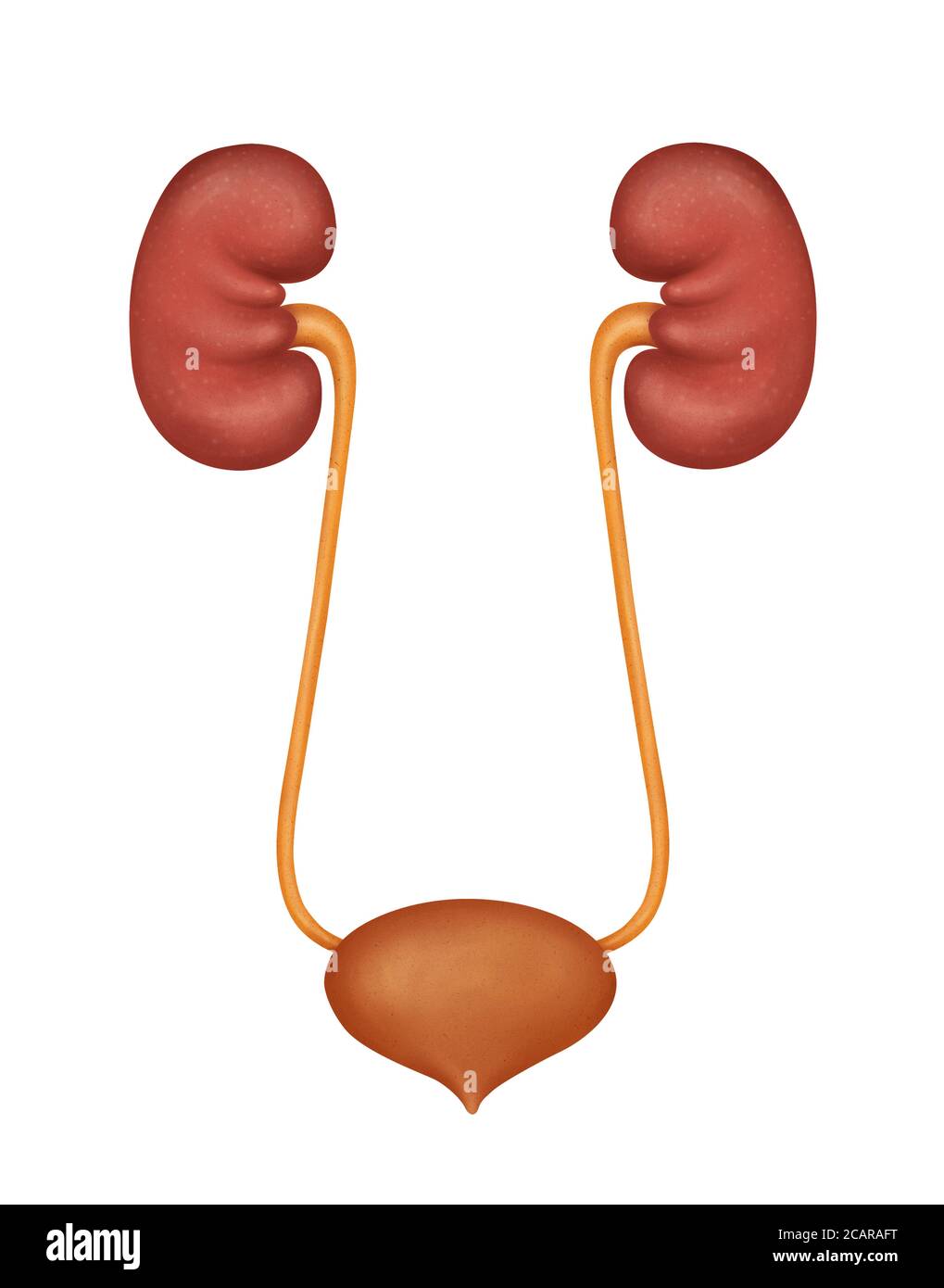 Human kidney medical diagram. Human Urinary System Diagram realistic