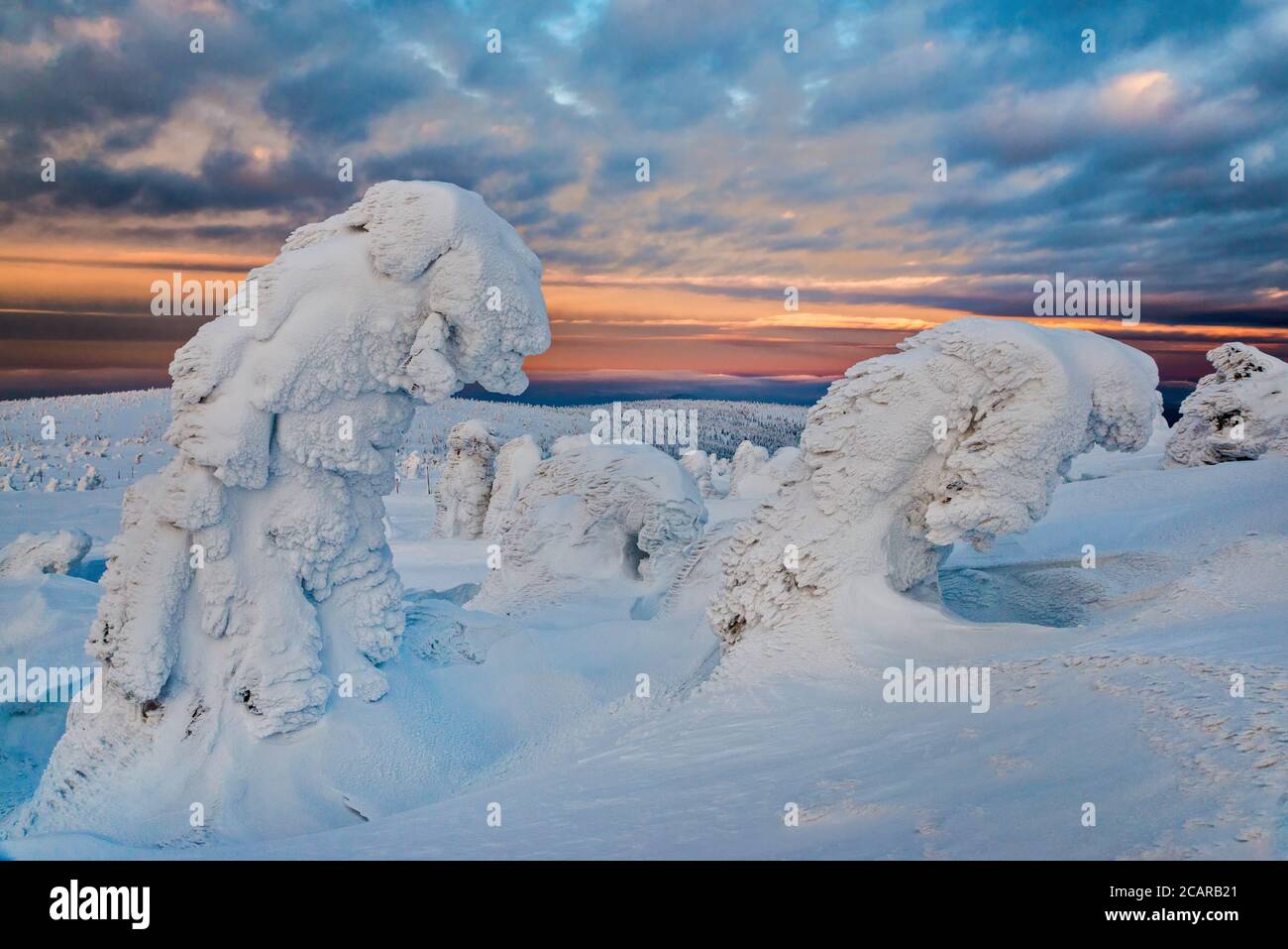 Dwarf mountain pines, ice and snow encased, at sunrise, in subalpine zone below Szrenica summit, Karkonosze National Park, Poland Stock Photo
