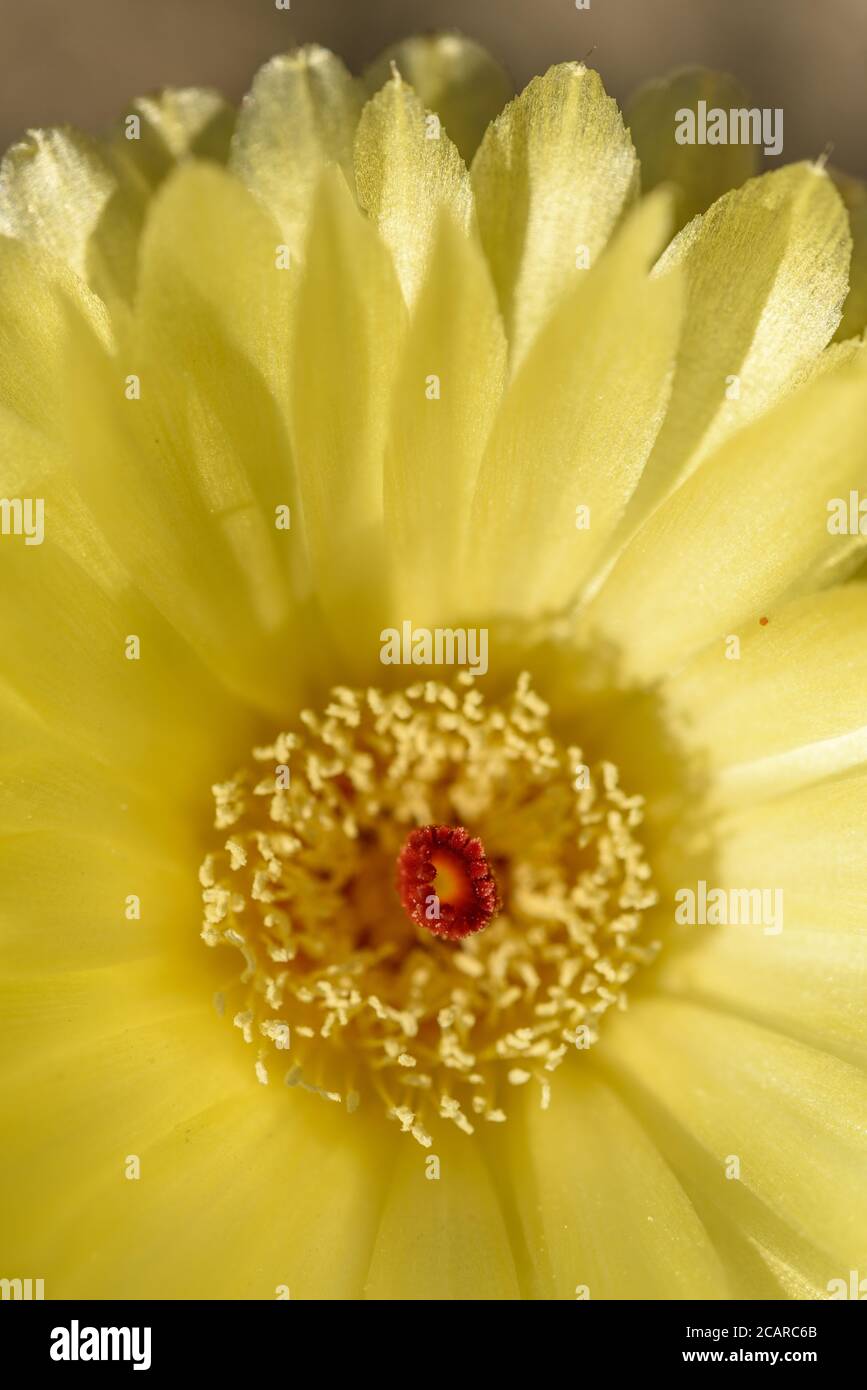 Blooming Notocactus with yellow petals and red pistil Stock Photo