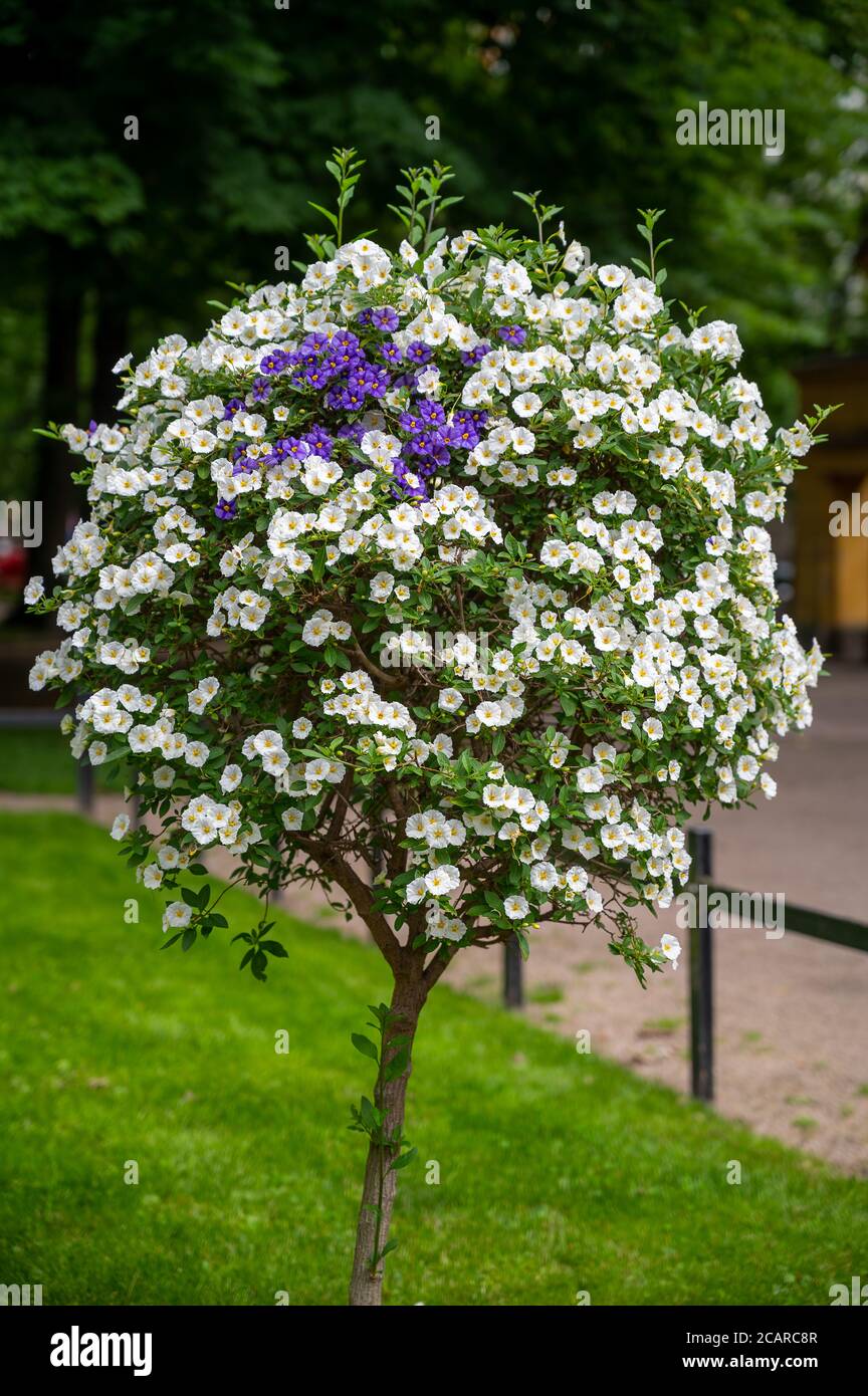 Helsinki / Finland - August 7, 2020: A small shrub with white and blue flowers on the public park photographed on a sunny summer day. Stock Photo