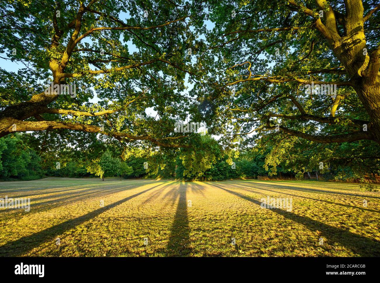 Oak trees distance hires stock photography and images Alamy