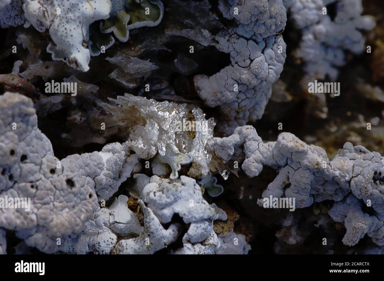 Biological soil crust (lichen Diploschistes sp.) growing on gypsum crystals Stock Photo