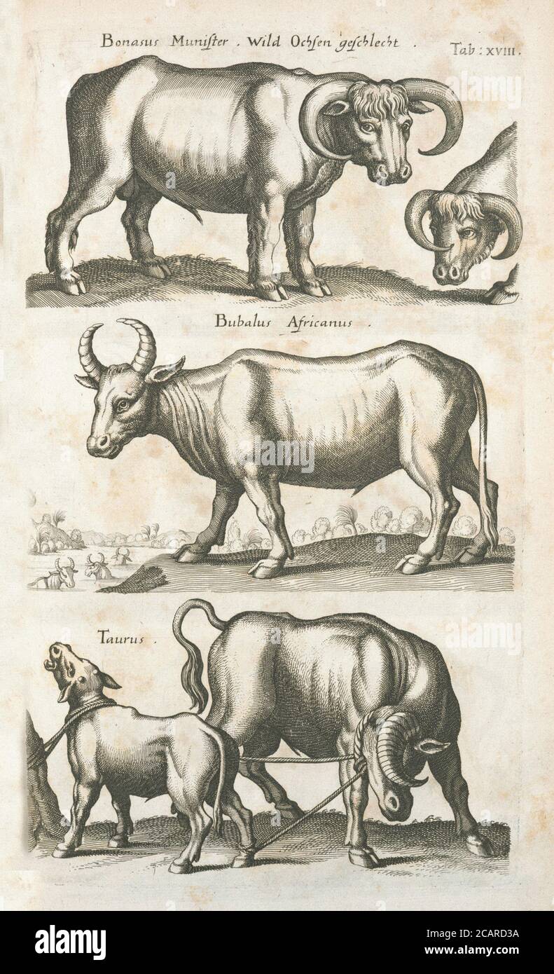 vintage animal illustration vintage classical artistic drawing Stock ...