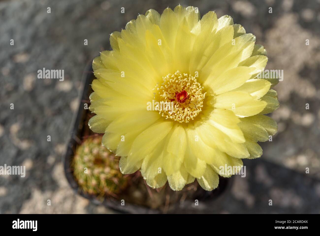 Blooming Notocactus with yellow petals and red pistil Stock Photo