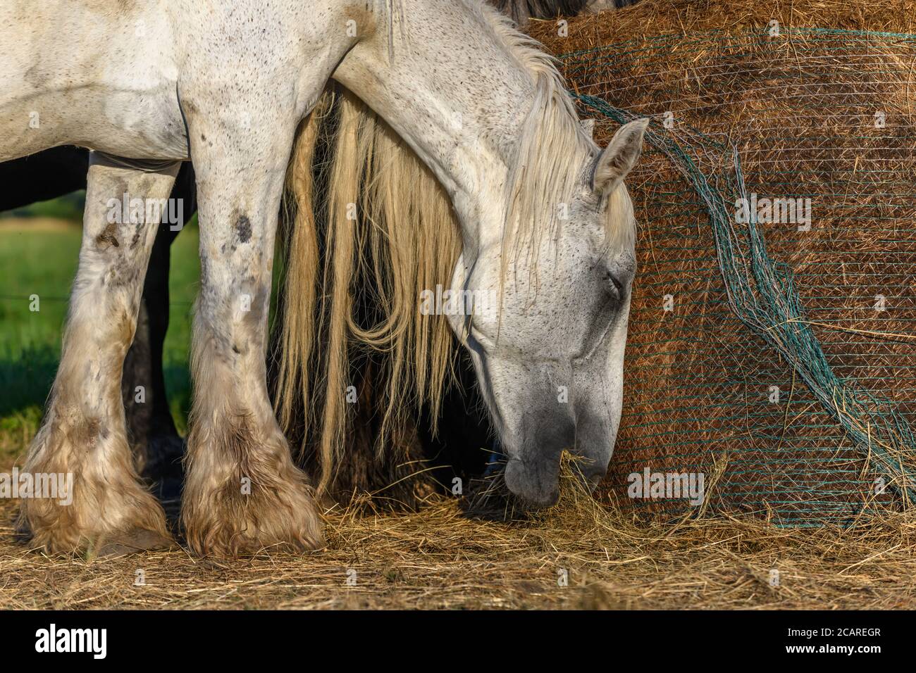 Draft Horse portrait in a pasture in the french country Stock Photo - Alamy