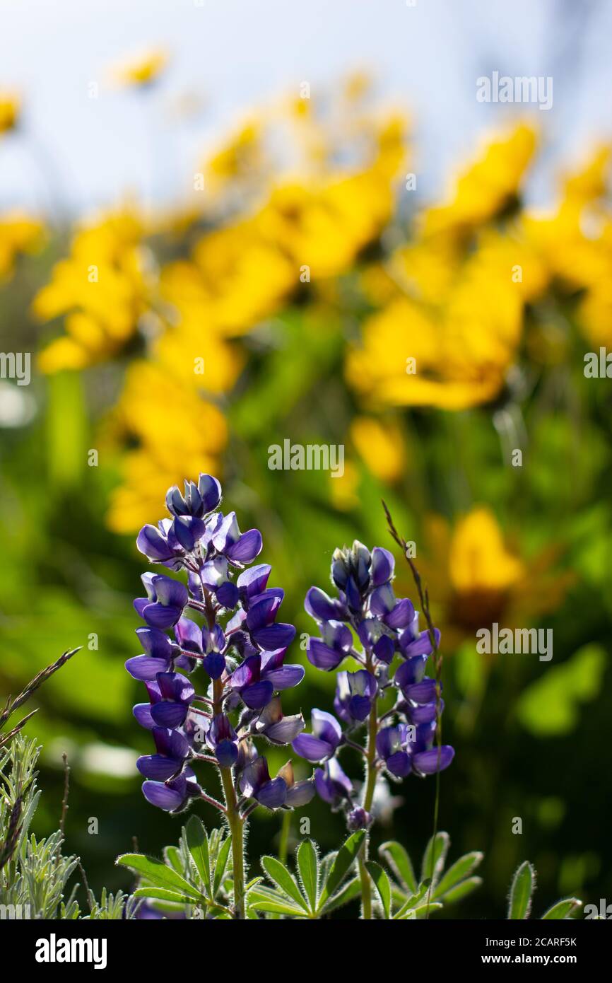 Beautiful mix of lupine and balsam root flowers growing on a shrub steppe landscape in late spring and early summer in Washington State. Stock Photo