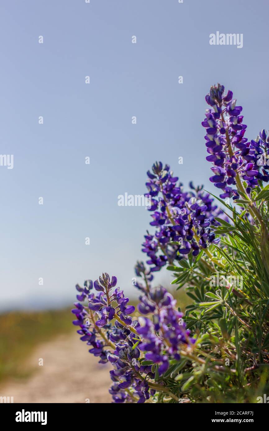 Beautiful mix of lupine and balsam root flowers growing on a shrub steppe landscape in late spring and early summer in Washington State. Stock Photo
