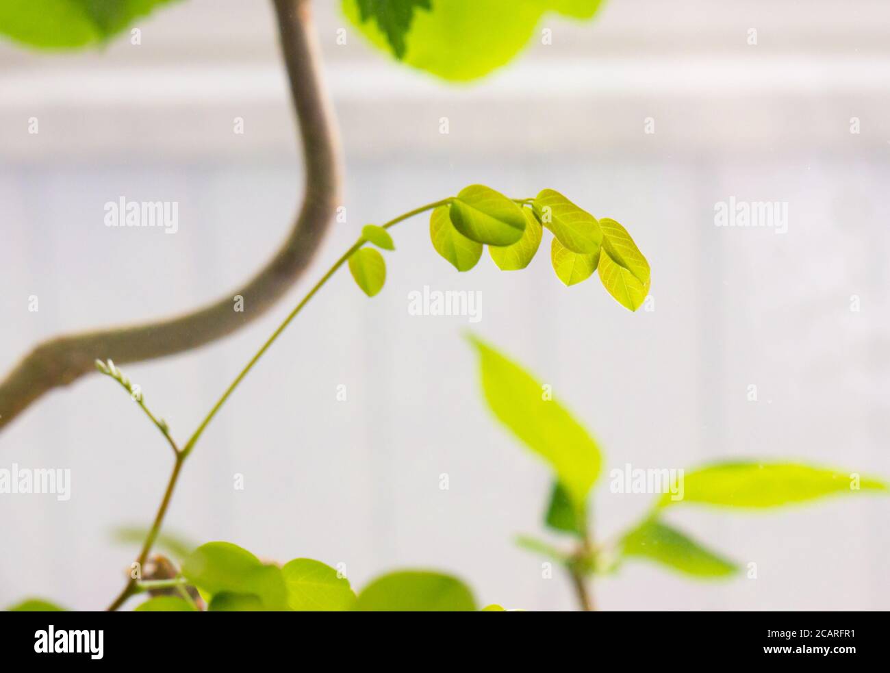 Acacia Leaf background. Stock Photo