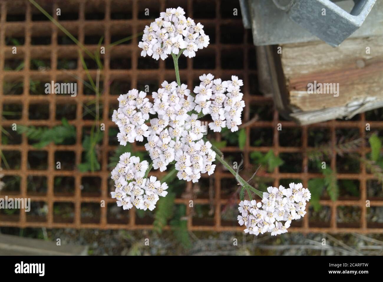 Achillea Nobilis or Yarrow flower plant with white flower heads growing from the ground through rusty metal square matrix in late summer or autumn. Stock Photo