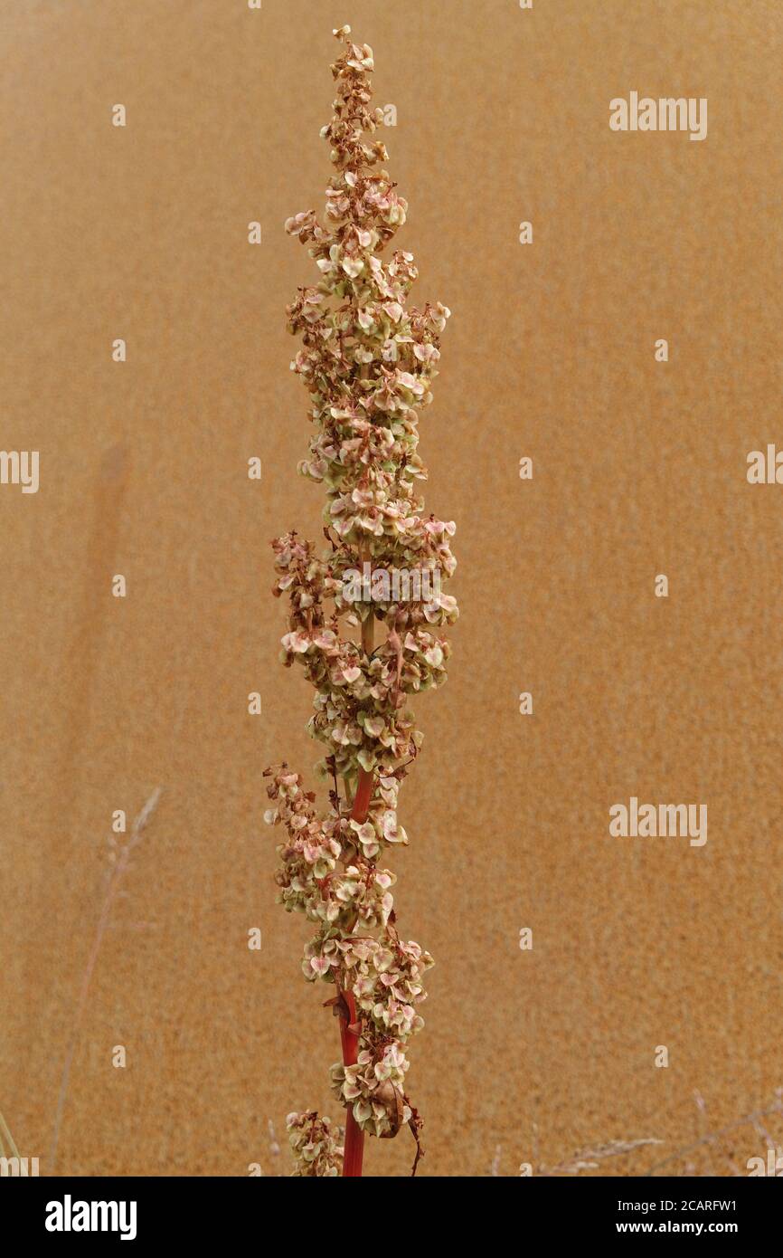 Standing and seeding Garden Dock plant or Rumex in autumn or fall in front of rusty metal sheet background. Full of seeds ready to fall off its stem. Stock Photo