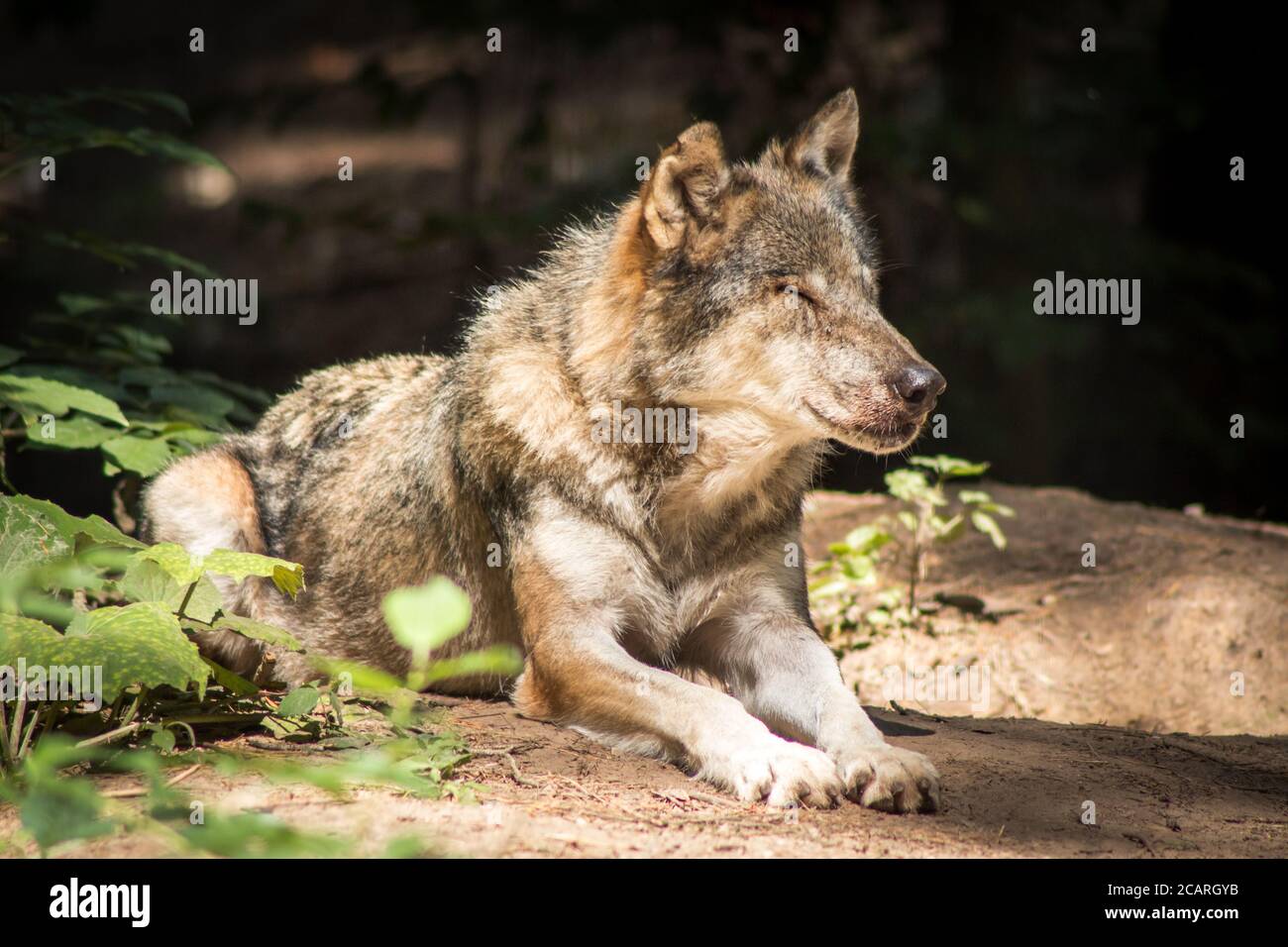 Wolf resting in the Forest Stock Photo - Alamy