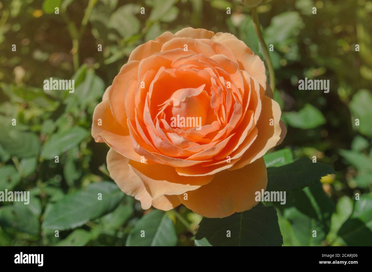 Rose Lady Of Shalott High Resolution Stock Photography And Images Alamy