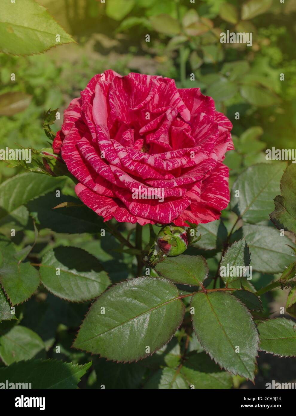 Colorful bush of striped roses in the garden. Red roses with white