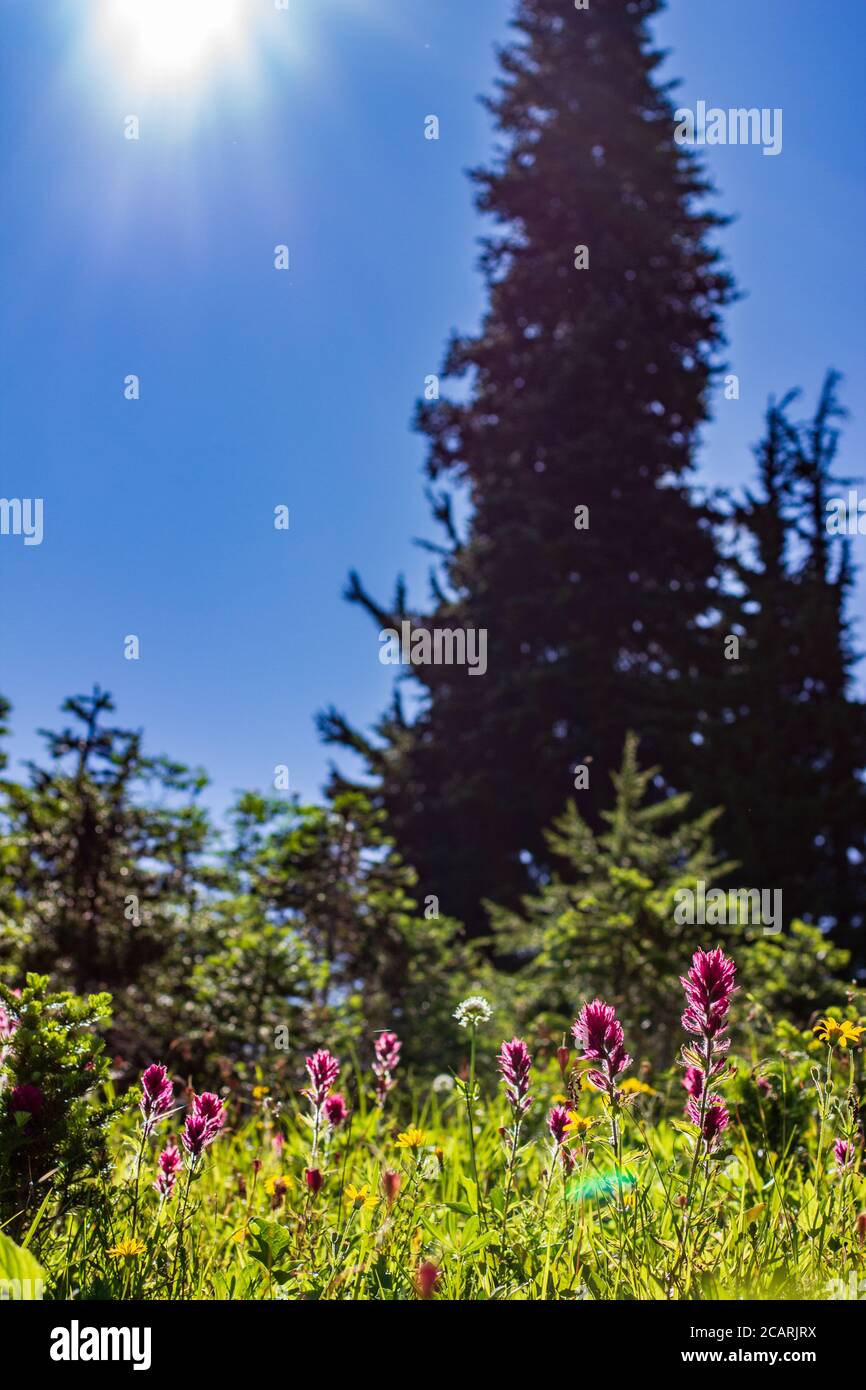 Magenta Paintbrush flowers grow in the alpine meadows of Mt Rainier
