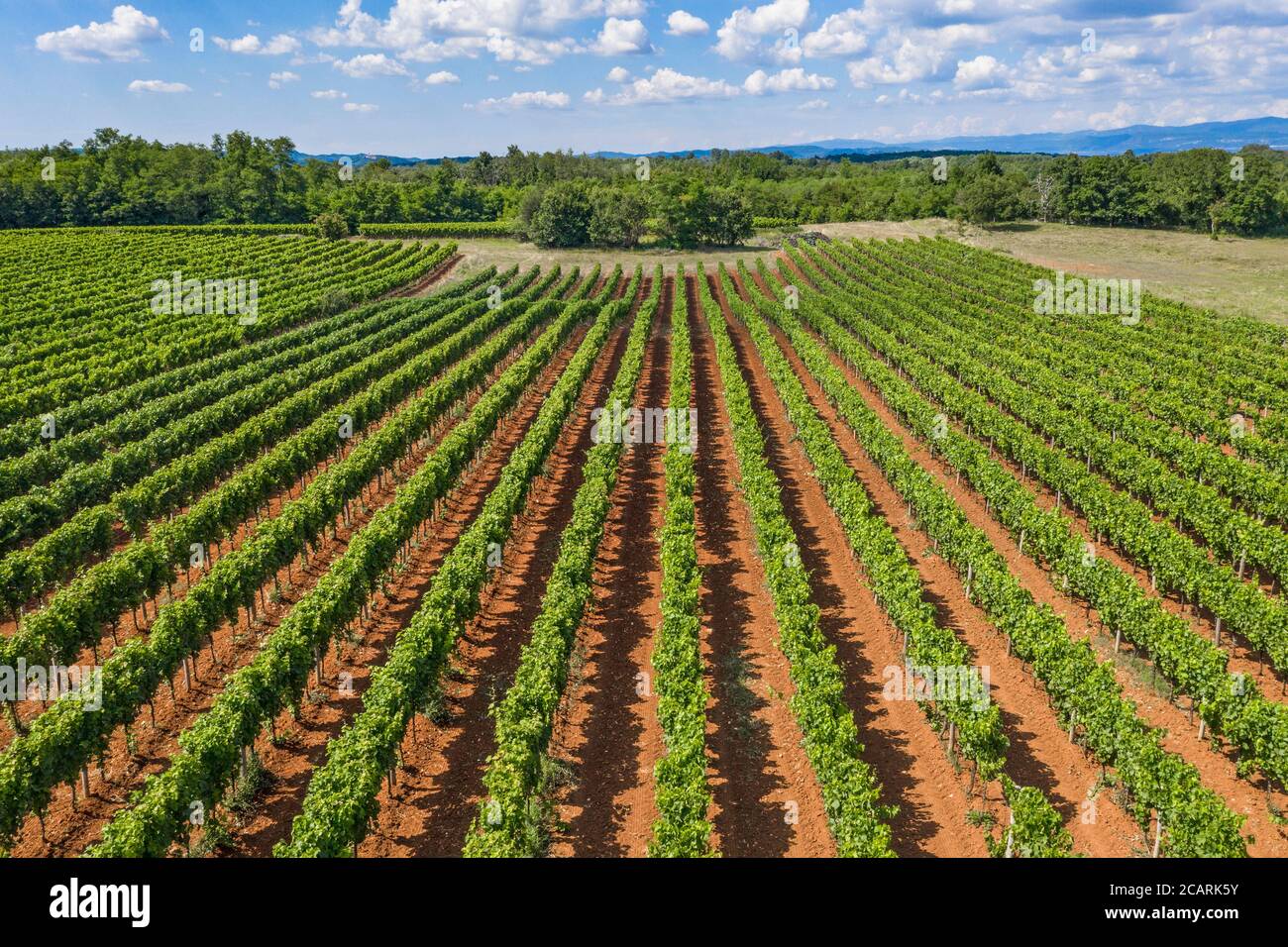 Vineyard from above Stock Photo